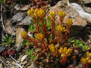 Spearleaf Stonecrop