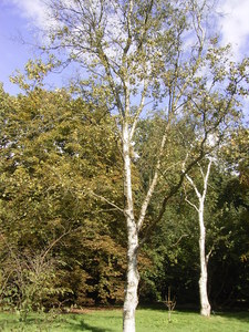 White Birch