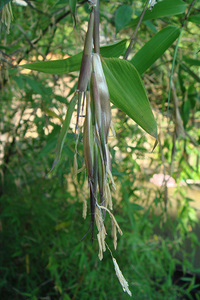 Phyllostachys glauca