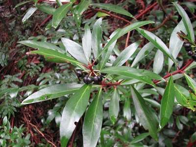 Tasmannia lanceolata