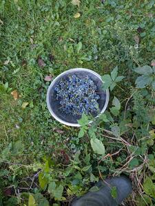 Wild grape harvest