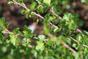 Appalachian Gooseberry