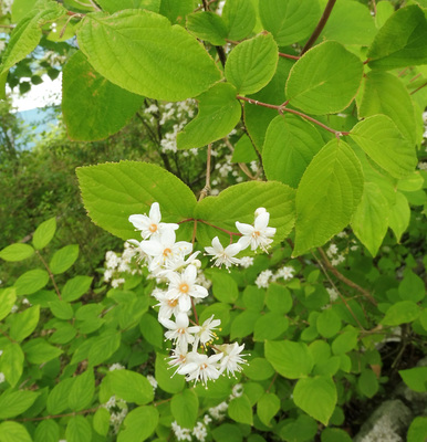 Deutzia scabra