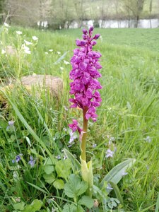 Early Purple Orchis