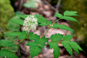 White Baneberry