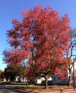 Red Maple