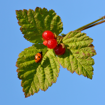 Rubus saxatilis