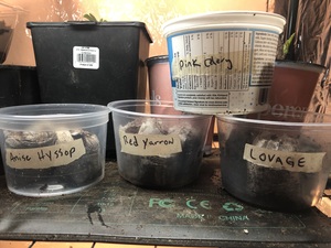 Planted seeds into leftover pellet pots. Most of these need light to germinate. 
Under lights on heat mat. 