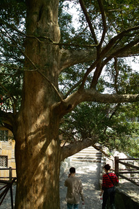 Chinese Nutmeg Tree