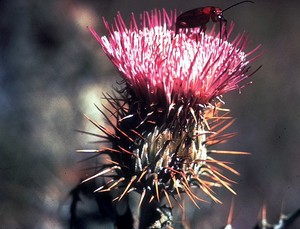 Yellow Spined Thistle