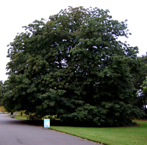 Indian Horse Chestnut