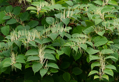 Reynoutria japonica