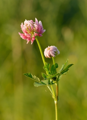 Trifolium hybridum