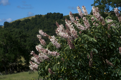 Aesculus californica