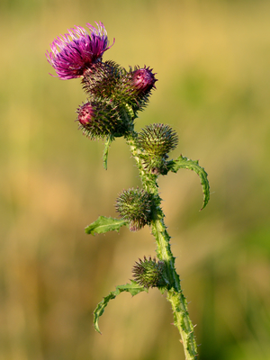 Carduus crispus