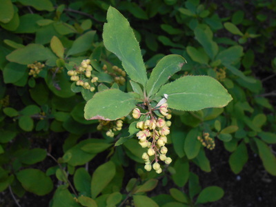 Berberis amurensis