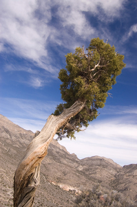 Desert Juniper