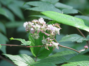 White-stemmed bramble