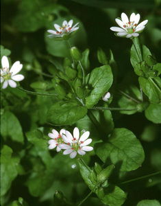 Greater Chickweed