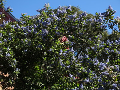 Ceanothus arboreus