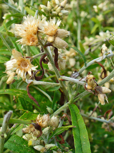 White Balsam