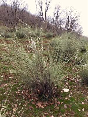 Prunus arabica