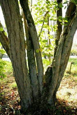 Corylus chinensis