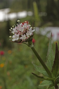 American Valerian