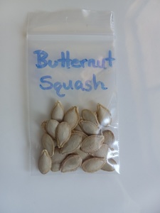 Butternut squash - 30 seeds - organic grown