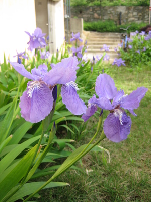 Iris tectorum