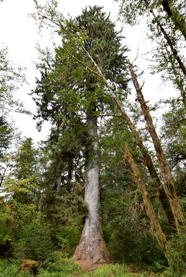 Picea sitchensis