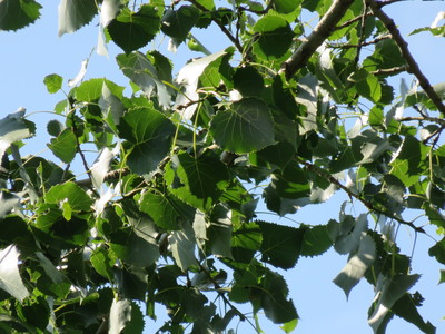 Populus deltoides