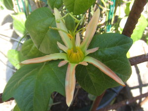 Passiflora herbertiana