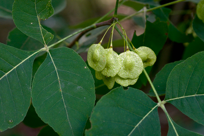 Ptelea trifoliata