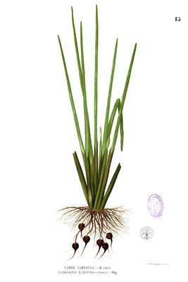 Eleocharis dulcis