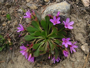 Alpine Spring Beauty