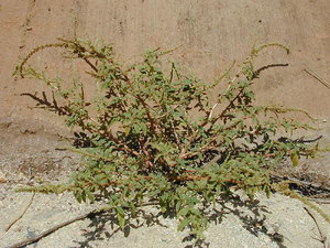 Spiny Amaranth