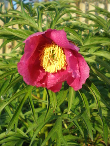 Anomalous peony