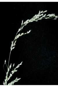 Sweet Reed Grass