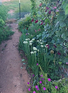 Garlic Chives