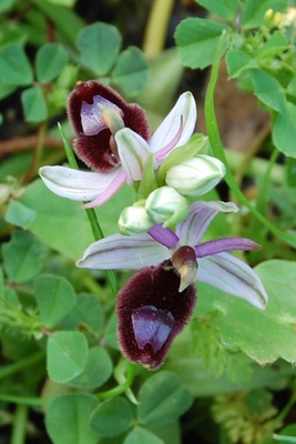 Ophrys bertolonii