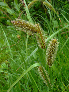 Water sedge