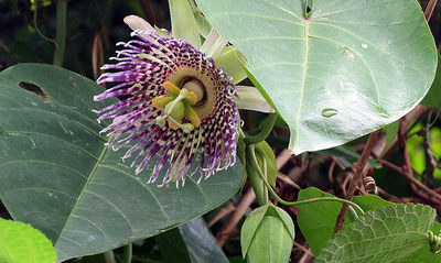 Passiflora ligularis