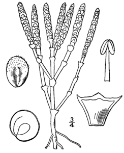 Salicornia bigelovii