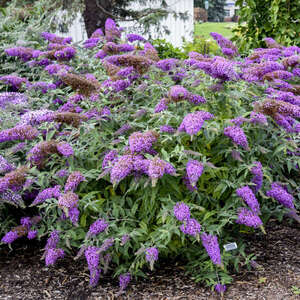 Butterfly Bush Violet Cascade