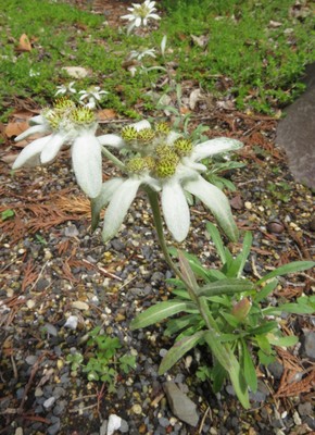 Leontopodium discolor