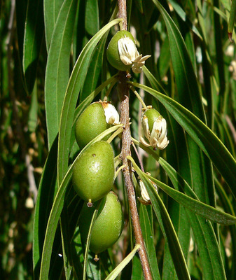 Pittosporum phillyreoides