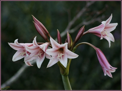 Crinum bulbispermum