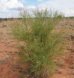 Bramble wattle Gundabluey