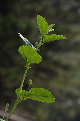 Psoralea corylifolia